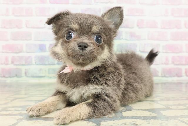 栃木県のチワワ(ロング) (Coo&RIKUFKDインターパーク店/2025年12月6日生まれ/女の子/ブルータン)の子犬の2枚目の画像