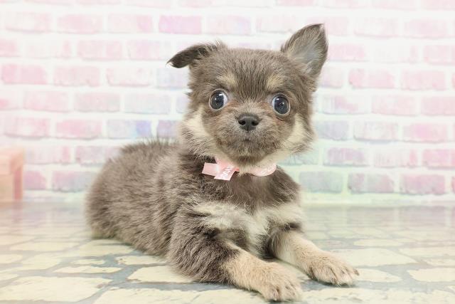 栃木県のチワワ(ロング) (Coo&RIKUFKDインターパーク店/2025年12月6日生まれ/女の子/ブルータン)の子犬の3枚目の画像