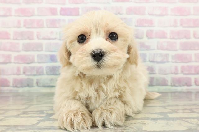 栃木県のマルプー(マルチーズ×プードル) (Coo&RIKU足利店/2025年12月10日生まれ/男の子/アプリコット)の子犬の1枚目の画像