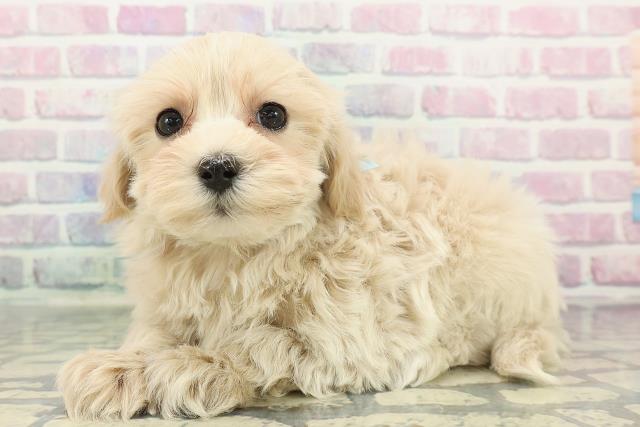 栃木県のマルプー(マルチーズ×プードル) (Coo&RIKU足利店/2025年12月10日生まれ/男の子/アプリコット)の子犬の2枚目の画像