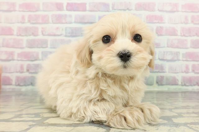 栃木県のマルプー(マルチーズ×プードル) (Coo&RIKU足利店/2025年12月10日生まれ/男の子/アプリコット)の子犬の3枚目の画像