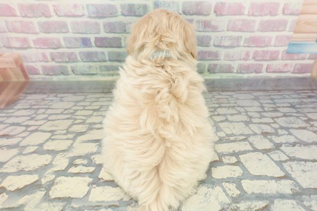 栃木県のマルプー(マルチーズ×プードル) (Coo&RIKU足利店/2025年12月10日生まれ/男の子/アプリコット)の子犬の4枚目の画像