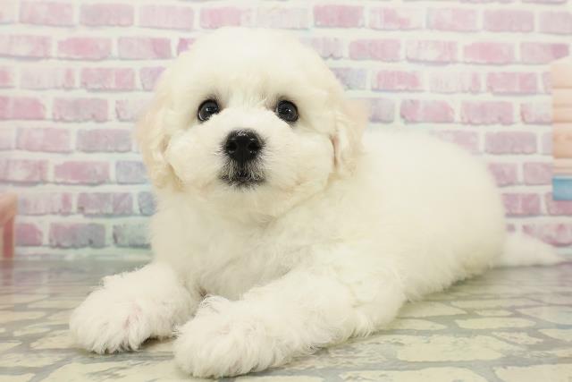 山梨県のビションフリーゼ (Coo&RIKU甲府昭和通り店/2025年12月11日生まれ/男の子/ホワイト)の子犬の2枚目の画像