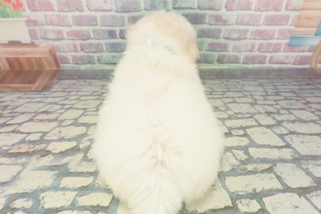 山梨県のビションフリーゼ (Coo&RIKU甲府昭和通り店/2025年12月11日生まれ/男の子/ホワイト)の子犬の4枚目の画像