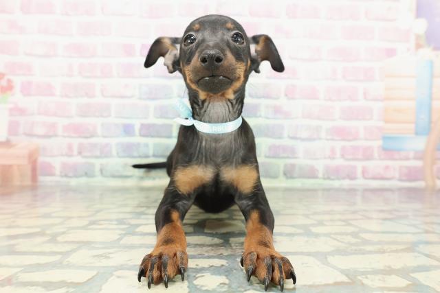 神奈川県のトイマンチェスターテリア (Coo&RIKU藤沢店/2025年12月11日生まれ/男の子/ブラックタン)の子犬の1枚目の画像