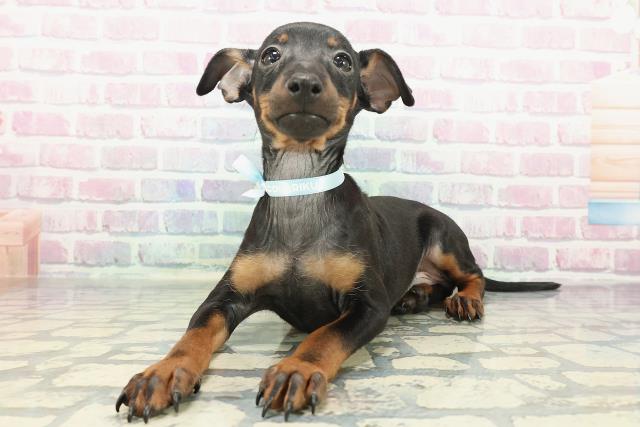 神奈川県のトイマンチェスターテリア (Coo&RIKU藤沢店/2025年12月11日生まれ/男の子/ブラックタン)の子犬の2枚目の画像