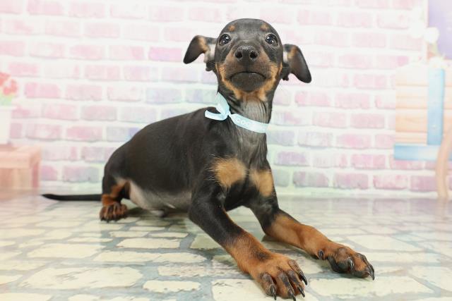 神奈川県のトイマンチェスターテリア (Coo&RIKU藤沢店/2025年12月11日生まれ/男の子/ブラックタン)の子犬の3枚目の画像