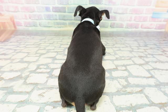 神奈川県のトイマンチェスターテリア (Coo&RIKU藤沢店/2025年12月11日生まれ/男の子/ブラックタン)の子犬の4枚目の画像