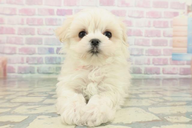 山梨県のポメマル/マルポメ(ポメラニアン×マルチーズ) (Coo&RIKU甲府昭和通り店/2025年12月9日生まれ/女の子/クリーム)の子犬の1枚目の画像