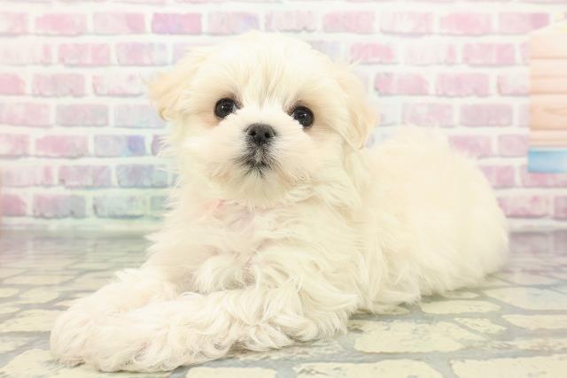 山梨県のポメマル/マルポメ(ポメラニアン×マルチーズ) (Coo&RIKU甲府昭和通り店/2025年12月9日生まれ/女の子/クリーム)の子犬の2枚目の画像