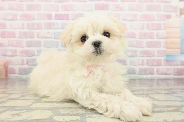 山梨県のポメマル/マルポメ(ポメラニアン×マルチーズ) (Coo&RIKU甲府昭和通り店/2025年12月9日生まれ/女の子/クリーム)の子犬の3枚目の画像