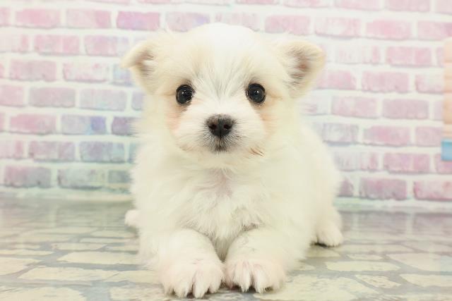 栃木県のチワマル/マルチワ(チワワ×マルチーズ) (Coo&RIKU足利店/2025年12月10日生まれ/男の子/ホワイトクリーム)の子犬の1枚目の画像