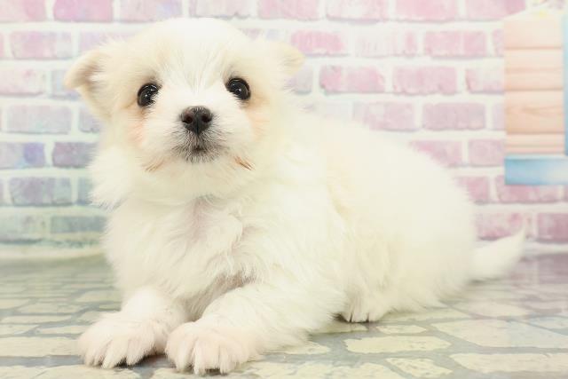 栃木県のチワマル/マルチワ(チワワ×マルチーズ) (Coo&RIKU足利店/2025年12月10日生まれ/男の子/ホワイトクリーム)の子犬の2枚目の画像