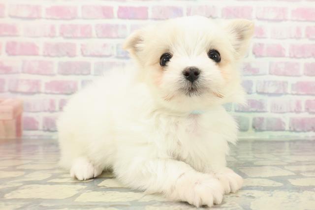 栃木県のチワマル/マルチワ(チワワ×マルチーズ) (Coo&RIKU足利店/2025年12月10日生まれ/男の子/ホワイトクリーム)の子犬の3枚目の画像