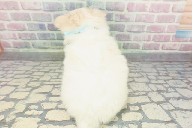 栃木県のチワマル/マルチワ(チワワ×マルチーズ) (Coo&RIKU足利店/2025年12月10日生まれ/男の子/ホワイトクリーム)の子犬の4枚目の画像