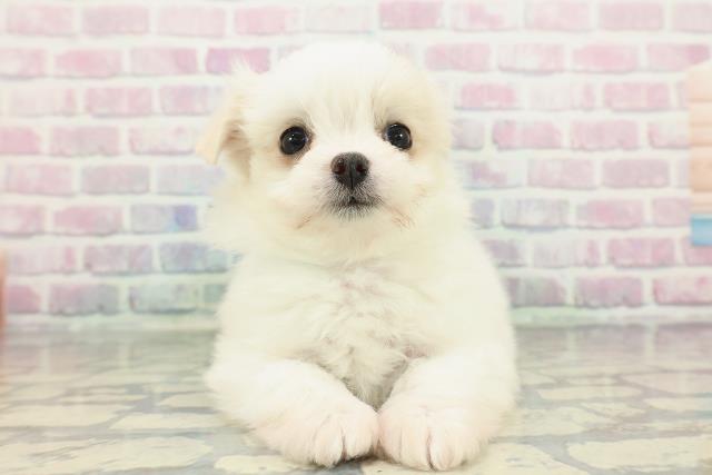 山梨県のチワマル/マルチワ(チワワ×マルチーズ) (Coo&RIKU甲府昭和通り店/2025年12月10日生まれ/男の子/ホワイトクリーム)の子犬の1枚目の画像