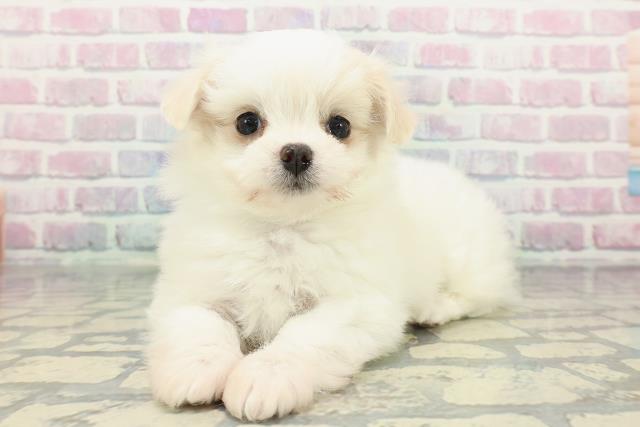 山梨県のチワマル/マルチワ(チワワ×マルチーズ) (Coo&RIKU甲府昭和通り店/2025年12月10日生まれ/男の子/ホワイトクリーム)の子犬の2枚目の画像