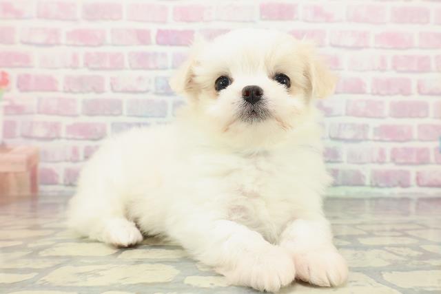 山梨県のチワマル/マルチワ(チワワ×マルチーズ) (Coo&RIKU甲府昭和通り店/2025年12月10日生まれ/男の子/ホワイトクリーム)の子犬の3枚目の画像