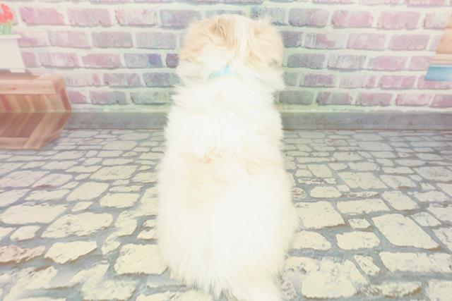 山梨県のチワマル/マルチワ(チワワ×マルチーズ) (Coo&RIKU甲府昭和通り店/2025年12月10日生まれ/男の子/ホワイトクリーム)の子犬の4枚目の画像