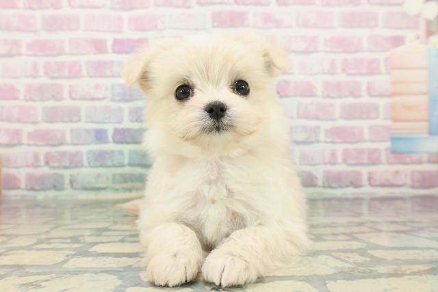 栃木県のチワマル/マルチワ(チワワ×マルチーズ) (Coo&RIKU小山店/2025年12月10日生まれ/女の子/クリーム)の子犬の1枚目の画像