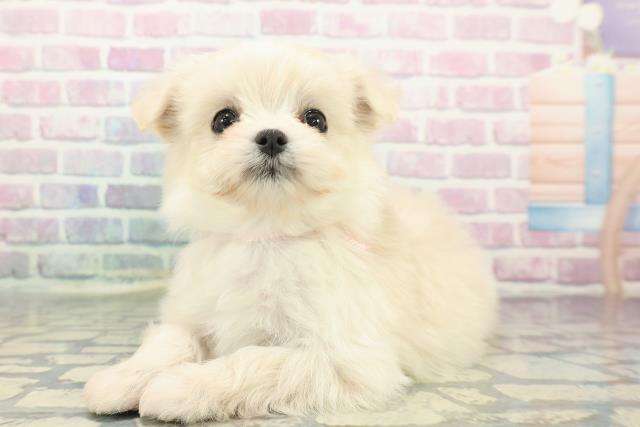 栃木県のチワマル/マルチワ(チワワ×マルチーズ) (Coo&RIKU小山店/2025年12月10日生まれ/女の子/クリーム)の子犬の2枚目の画像