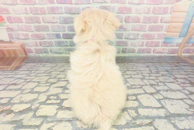 栃木県のチワマル/マルチワ(チワワ×マルチーズ) (Coo&RIKU小山店/2025年12月10日生まれ/女の子/クリーム)の子犬の4枚目の画像