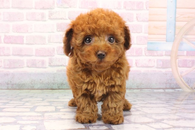 京都府のトイプードル(トイ) (Coo&RIKU京都店/2025年12月10日生まれ/男の子/レッドフォーン)の子犬の1枚目の画像