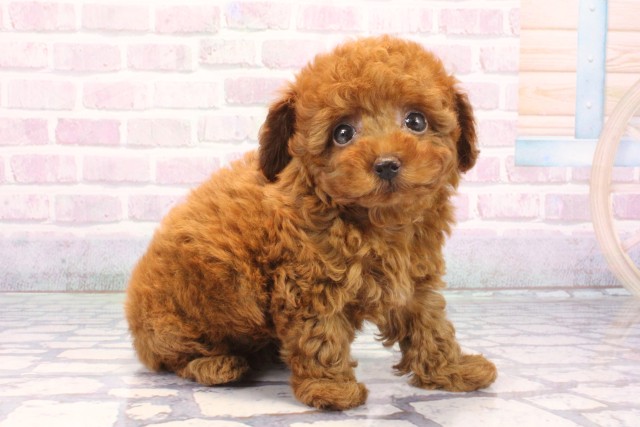 京都府のトイプードル(トイ) (Coo&RIKU京都店/2025年12月10日生まれ/男の子/レッドフォーン)の子犬の2枚目の画像