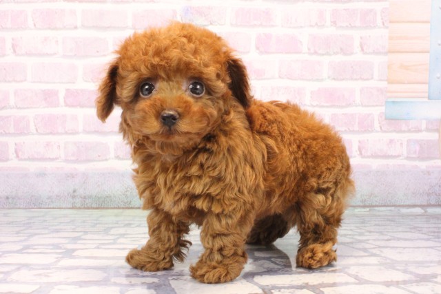 京都府のトイプードル(トイ) (Coo&RIKU京都店/2025年12月10日生まれ/男の子/レッドフォーン)の子犬の3枚目の画像