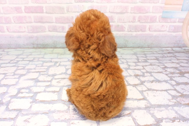 京都府のトイプードル(トイ) (Coo&RIKU京都店/2025年12月10日生まれ/男の子/レッドフォーン)の子犬の4枚目の画像