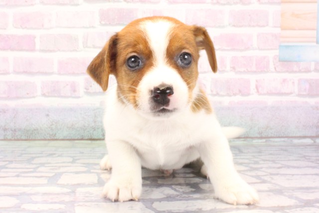 兵庫県のジャックラッセルテリア (Coo&RIKU明石店/2025年12月11日生まれ/男の子/タンホワイト)の子犬の1枚目の画像