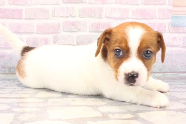 兵庫県のジャックラッセルテリア (Coo&RIKU明石店/2025年12月11日生まれ/男の子/タンホワイト)の子犬の2枚目の画像