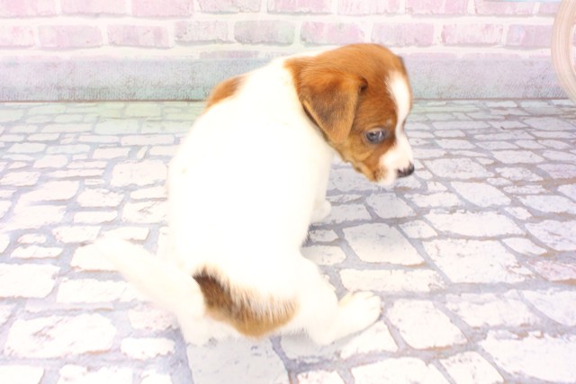 兵庫県のジャックラッセルテリア (Coo&RIKU明石店/2025年12月11日生まれ/男の子/タンホワイト)の子犬の4枚目の画像