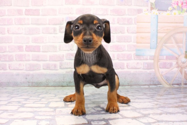 兵庫県のミニチュアピンシャー (Coo&RIKU丹波店/2025年12月9日生まれ/女の子/ブラックタン)の子犬の1枚目の画像