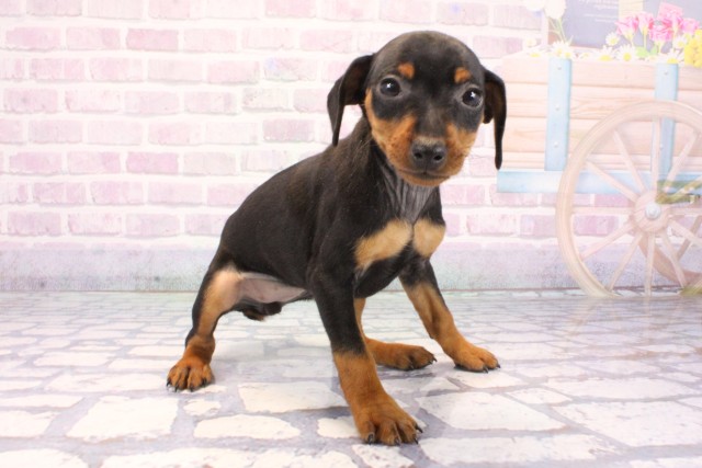 兵庫県のミニチュアピンシャー (Coo&RIKU丹波店/2025年12月9日生まれ/女の子/ブラックタン)の子犬の2枚目の画像