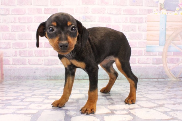 兵庫県のミニチュアピンシャー (Coo&RIKU丹波店/2025年12月9日生まれ/女の子/ブラックタン)の子犬の3枚目の画像