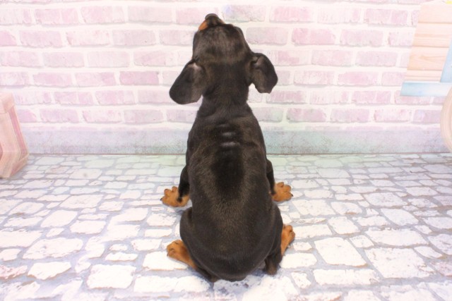 兵庫県のミニチュアピンシャー (Coo&RIKU丹波店/2025年12月9日生まれ/女の子/ブラックタン)の子犬の4枚目の画像