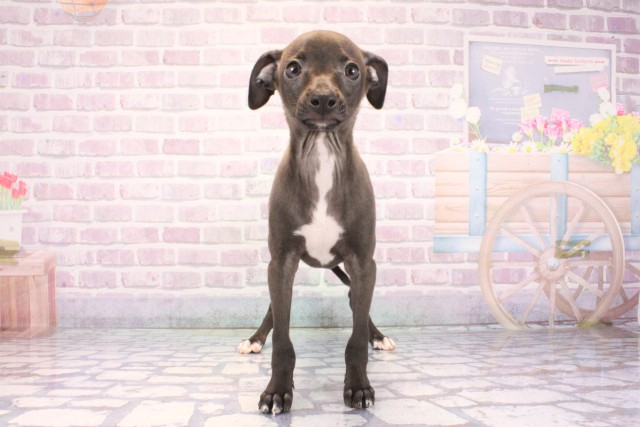 兵庫県のイタリアングレーハウンド (Coo&RIKU丹波店/2025年12月7日生まれ/男の子/シールホワイトマーキング)の子犬の1枚目の画像
