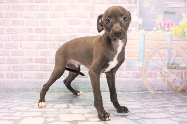 兵庫県のイタリアングレーハウンド (Coo&RIKU丹波店/2025年12月7日生まれ/男の子/シールホワイトマーキング)の子犬の2枚目の画像