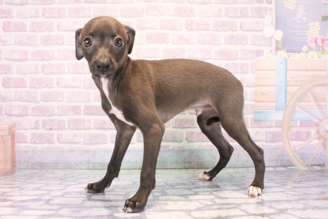 兵庫県のイタリアングレーハウンド (Coo&RIKU丹波店/2025年12月7日生まれ/男の子/シールホワイトマーキング)の子犬の3枚目の画像