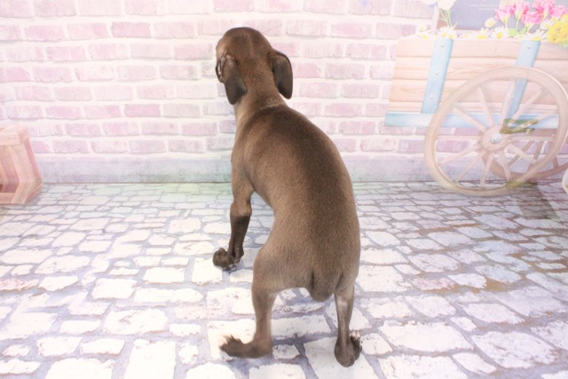 兵庫県のイタリアングレーハウンド (Coo&RIKU丹波店/2025年12月7日生まれ/男の子/シールホワイトマーキング)の子犬の4枚目の画像