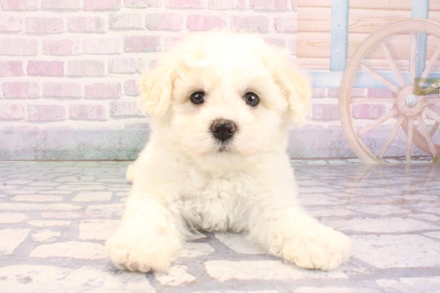 大阪府のビションフリーゼ (Coo&RIKU天王寺店/2025年12月9日生まれ/女の子/ホワイト)の子犬の1枚目の画像