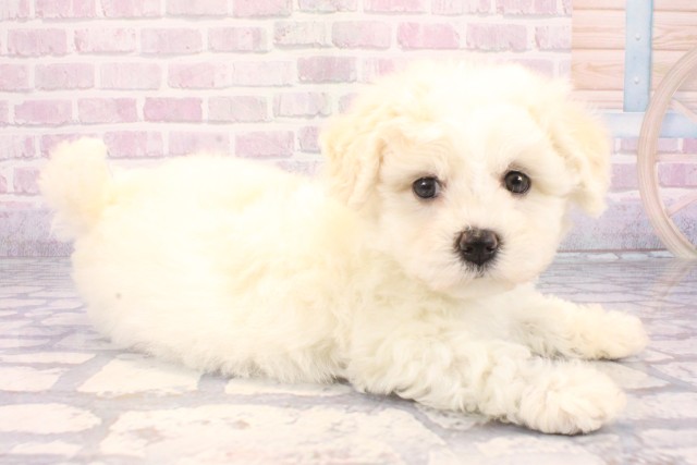 大阪府のビションフリーゼ (Coo&RIKU天王寺店/2025年12月9日生まれ/女の子/ホワイト)の子犬の2枚目の画像