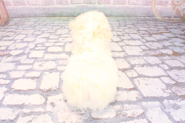 大阪府のビションフリーゼ (Coo&RIKU天王寺店/2025年12月9日生まれ/女の子/ホワイト)の子犬の4枚目の画像