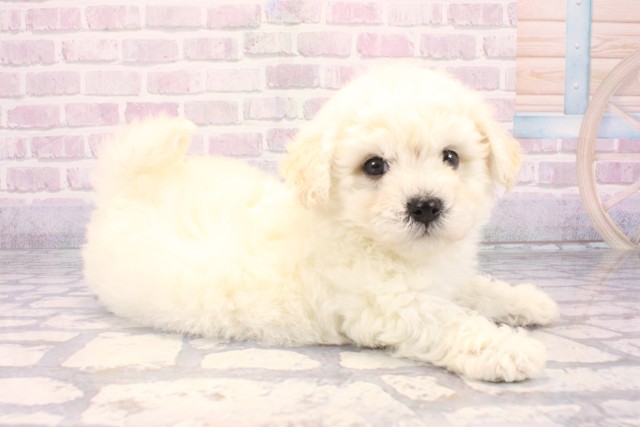 滋賀県のビションフリーゼ (Coo&RIKU滋賀草津店/2025年12月9日生まれ/男の子/ホワイト)の子犬の2枚目の画像