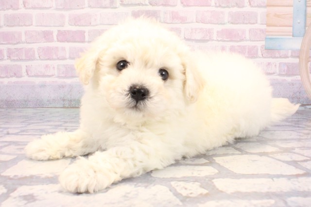 滋賀県のビションフリーゼ (Coo&RIKU滋賀草津店/2025年12月9日生まれ/男の子/ホワイト)の子犬の3枚目の画像