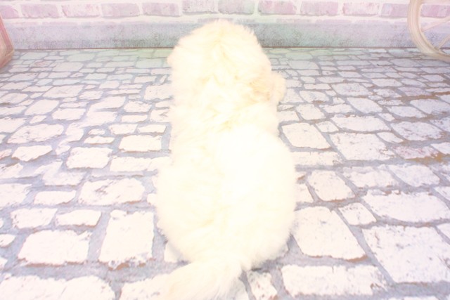 滋賀県のビションフリーゼ (Coo&RIKU滋賀草津店/2025年12月9日生まれ/男の子/ホワイト)の子犬の4枚目の画像