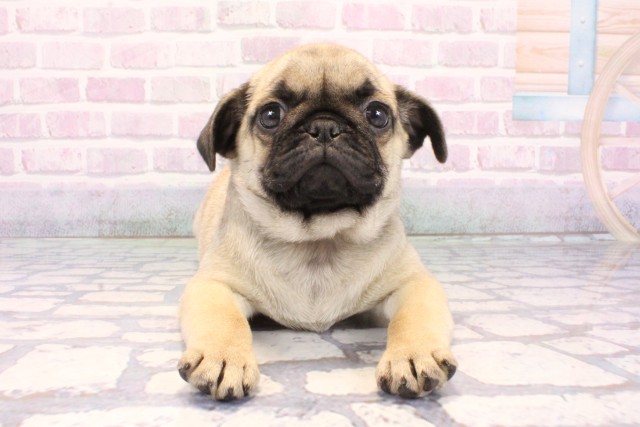 京都府のパグ (Coo&RIKU京都河原町店/2025年12月11日生まれ/女の子/フォーン)の子犬の1枚目の画像