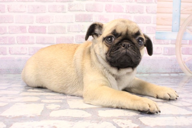 京都府のパグ (Coo&RIKU京都河原町店/2025年12月11日生まれ/女の子/フォーン)の子犬の2枚目の画像