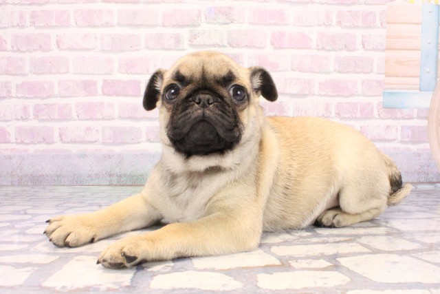 京都府のパグ (Coo&RIKU京都河原町店/2025年12月11日生まれ/女の子/フォーン)の子犬の3枚目の画像